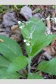 View a larger version of this image and Profile page for Cynoglossum virginianum L.