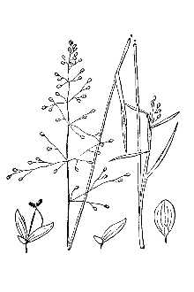 Line Drawing of Dichanthelium acuminatum (Sw.) Gould & C.A. Clark var. lindheimeri (Nash) Gould & C.A. Clark