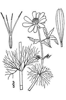 Line Drawing of Bidens beckii Torr. ex Spreng.