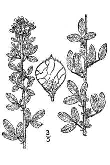 Line Drawing of Lespedeza stuevei Nutt.