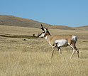 A solitary American pronghorn male on the National Bison Range in western Montana.