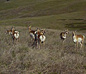 A group of pregnant American pronghorn females on the National Bison Range.