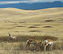 An American pronghorn male defending a harem of two females.