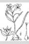 View a larger version of this image and Profile page for Claytonia virginica L.