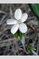 View a larger version of this image and Profile page for Claytonia virginica L.
