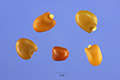 View a larger version of this image and Profile page for Cytisus scoparius (L.) Link