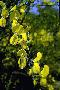 View a larger version of this image and Profile page for Cytisus scoparius (L.) Link