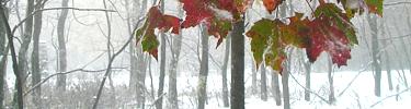 Red maple leaves covered with ice and snow from a late October storm - E. Butler.