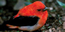 The scarlet tanager has bright red feathers and black wings and tail during mating season. Its color changes to olive during the winter.