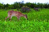 A white-tailed deer grazes in Big Meadows