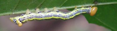 Caterpillar feeding on a leaf.