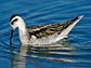 Phalarope, shorebird with a long, narrow beak.