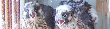 Young falcons in hack box