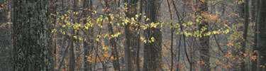 Newly green spring leaves represent a first sign of spring in Shenandoah's forest.