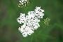 View a larger version of this image and Profile page for Achillea millefolium L.