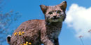 Named for their short, bobbed tail, bobcats are medium-sized cats with buff or brown fur and dark lined or spotted markings