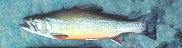 Brook Trout live in many of the cold mountain streams in Shenandoah National Park.