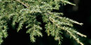 The adelgid is visible as tiny white cottony spots on the underside of the hemlock’s branches.