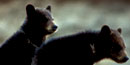 Profile of two black bear cubs
