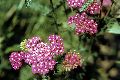 View a larger version of this image and Profile page for Achillea millefolium L.