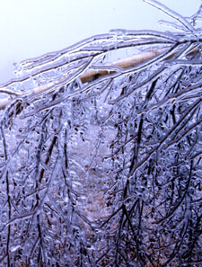 Ice storms leave behind a magical world of scenery and often a path of destruction.