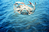 mature female blue crab.