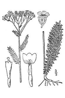 Line Drawing of Achillea millefolium L.