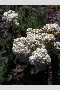 View a larger version of this image and Profile page for Achillea millefolium L.