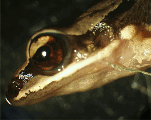 concave-eared torrent frog