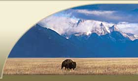Buffalo On The Plains Of Wyoming