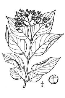 Line Drawing of Cornus sericea L. ssp. sericea