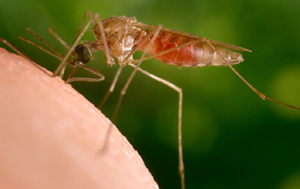 Anopheles freeborni, one of the two main potential malaria vectors in the United States. The other is An. quadrimaculatus. 