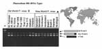 Figure 2. Sequences of Plasmodium vivax isolates are distinguished by variation in the 3' end of the S-type rRNA gene (10). The S-type gene is longer in Old World isolates and in P. simium. Oligonucleotide #902 (5'CAGCAAGCTGAATCGTAATTTTAA3') was used to detect type A rRNA, and #743 (5'ATCCAGATCCAATCCGACATA3') and #901 (5'GATAAGCACAAAATAGCGAAATGC3') were used to differentiate the two S-type rRNAs in membrane blot hybridization. American Type Culture Collection reference numbers not designated in the Figure 1 legend are as follows: Thai R112, Thai R115, Honduras-1 T09794, Honduras-2 T10595, Brazil-1 T40695, and Thai K1090. Haiti, Brazil-2, and the West African isolates came directly from the Centers for Disease Control and Prevention (CDC).