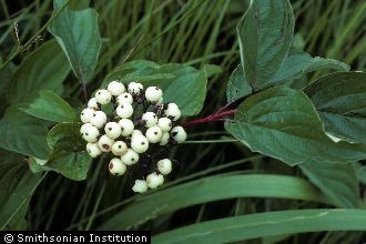 Photo of Cornus sericea L. ssp. sericea