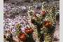 View a larger version of this image and Profile page for Cylindropuntia acanthocarpa (Engelm. & Bigelow) F.M. Knuth var. acanthocarpa