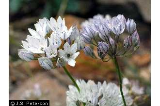 Photo of Triteleia hyacinthina (Lindl.) Greene