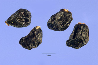 Photo of Triteleia hyacinthina (Lindl.) Greene