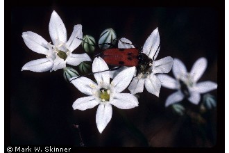 Photo of Triteleia hyacinthina (Lindl.) Greene