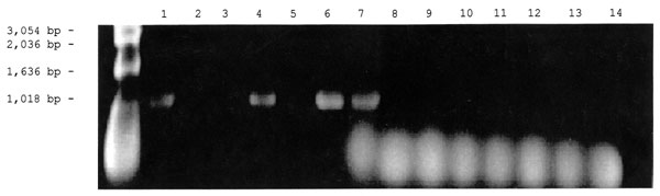 Figure 2. Detection of the Rickettsia specific 17-kDa gene by polymerase chain reaction amplification in DNA extracted from ticks and fleas....