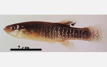 Photo of killifish