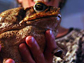 cane toad