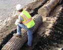 stabilizing the shoreline