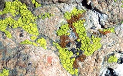 Lichen communities living on rock