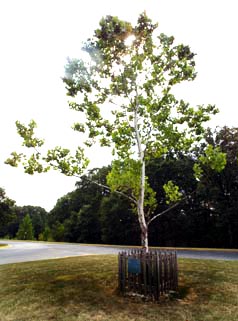 Image of Goddard Moon Tree