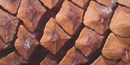 Close-up of a lodgepole pine cone