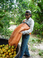 Martin (last name is on form will look up) unloads his latest load of oranges into a baño.