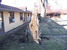 Large tree blown down by Tornado leaving jagged tree stump, photo by Chris Miller