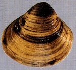 Asian Clam - Corbicula (Illinois Natural History Survey)