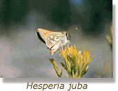 Photo of Hisperia Juba