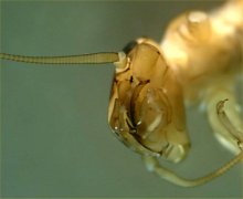 Stonefly mandibles (photo by Wayne Davis)